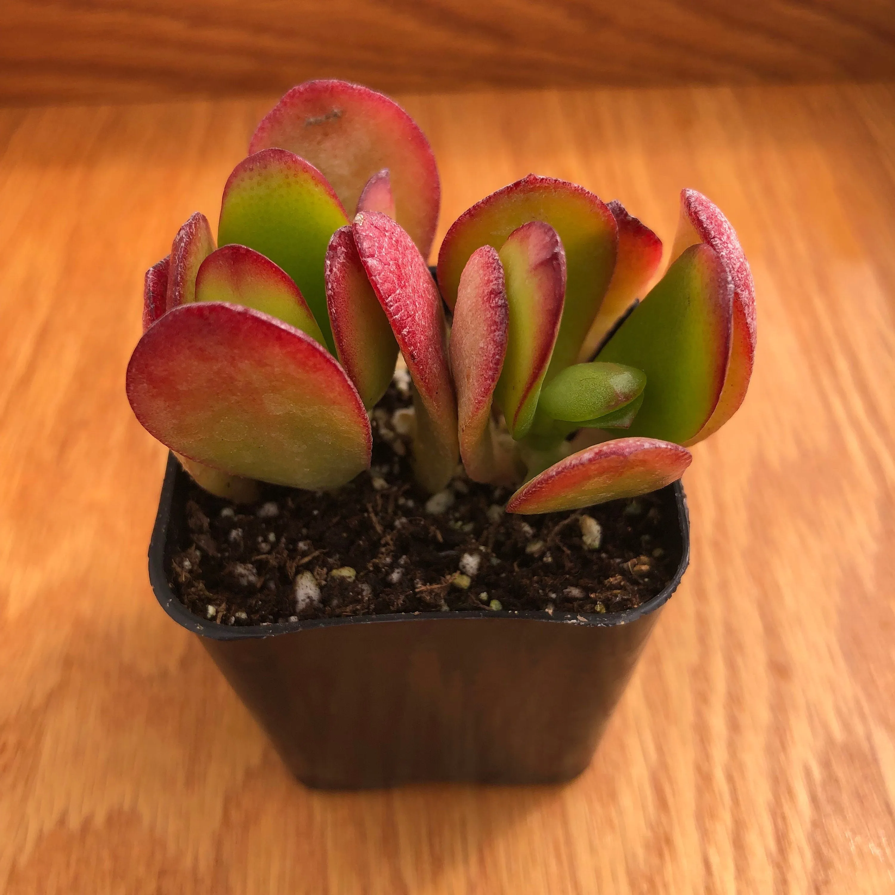 Live Succulent Red Crassula Jade Plant